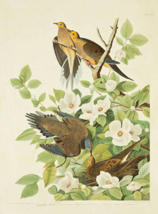 Carolina Turtle Dove