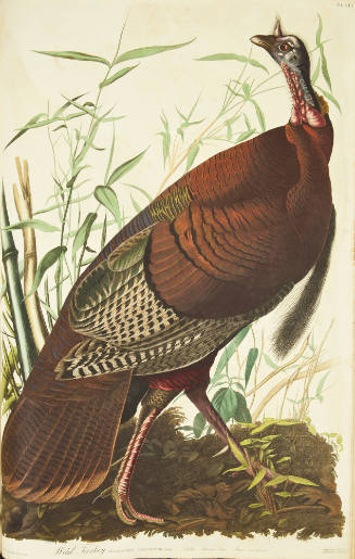 Wild Turkey