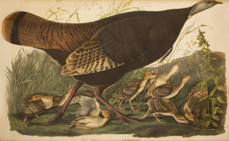 Wild Turkey