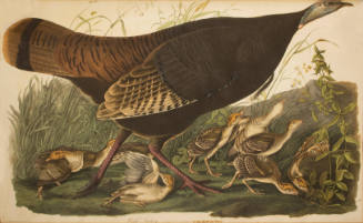 Wild Turkey
