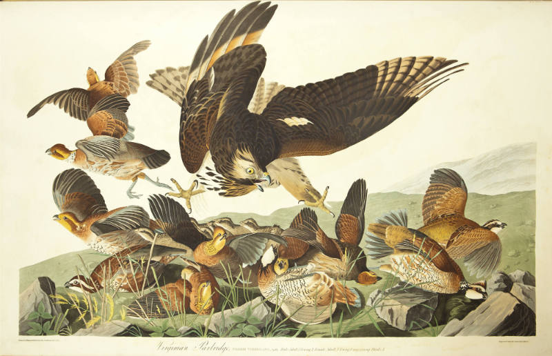 Virginian Partridge