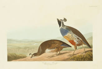 Californian Partridge
