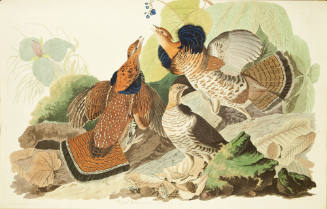 Ruffed Grouse
