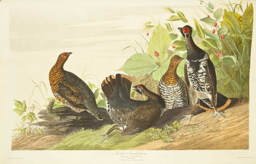 Spotted or Canada Grouse