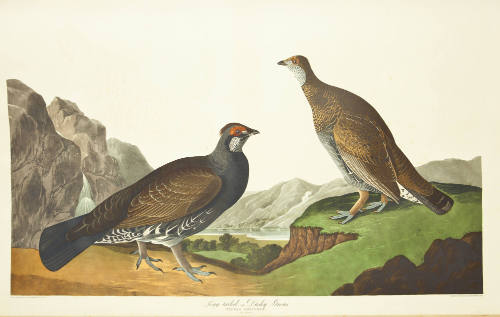 Long-tailed or Dusky Grous
