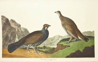 Long-tailed or Dusky Grous
