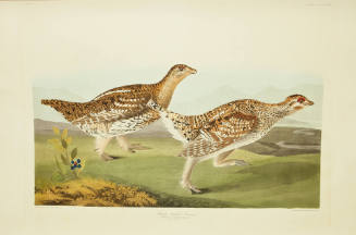 Sharp-tailed Grouse