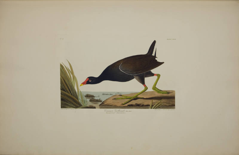 Common Gallinule