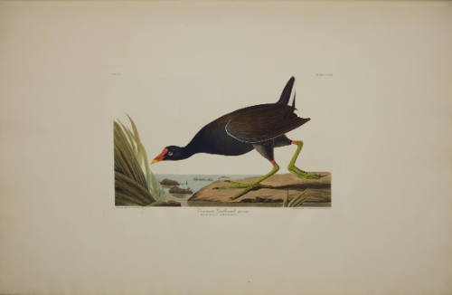 Common Gallinule