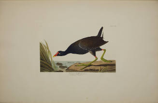 Common Gallinule