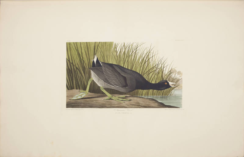 American Coot