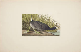 American Coot