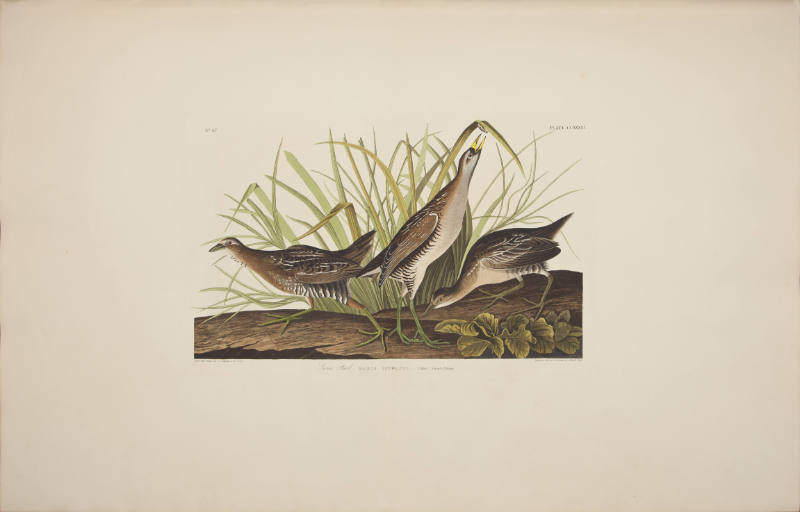 Sora Rail