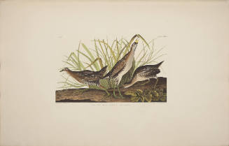 Sora Rail