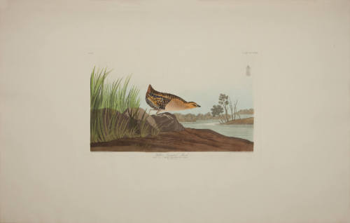 Yellow-breasted Rail
