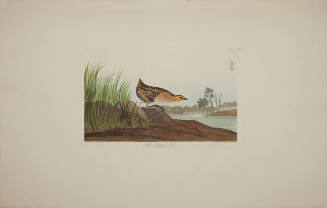 Yellow-breasted Rail