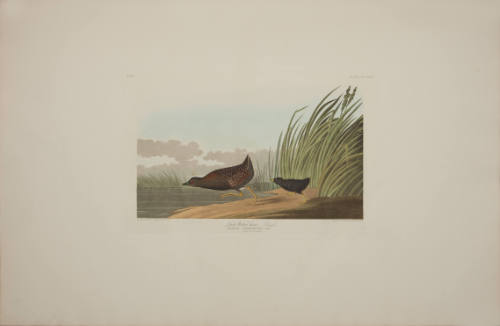 Least Water-hen