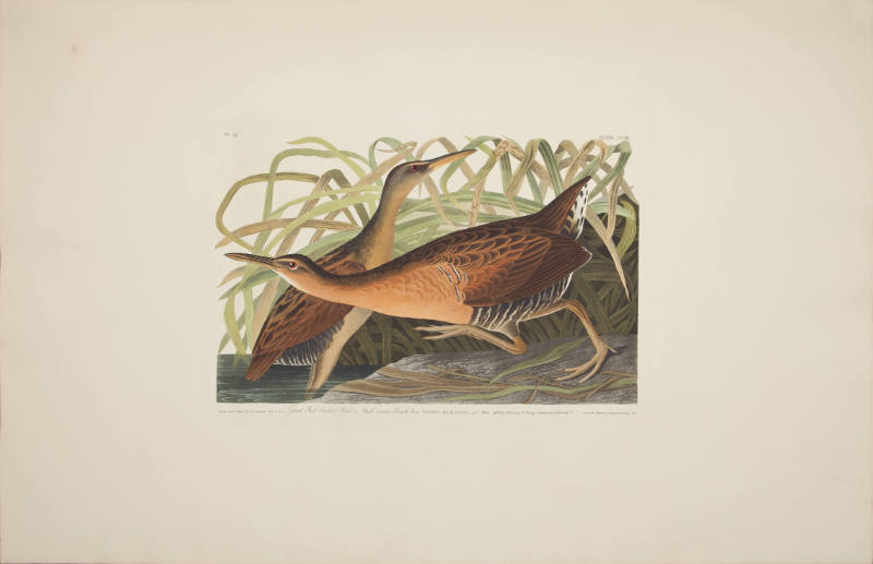 Great Red brested Rail or Fresh-water Marsh hen