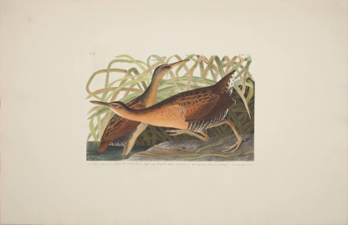 Great Red brested Rail or Fresh-water Marsh hen
