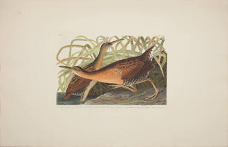 Great Red brested Rail or Fresh-water Marsh hen