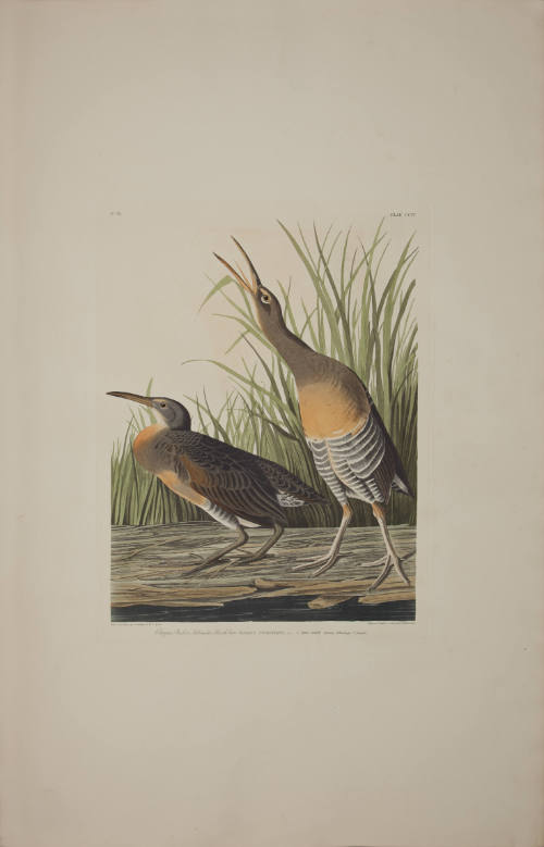 Clapper Rail or Salt-water Marsh hen