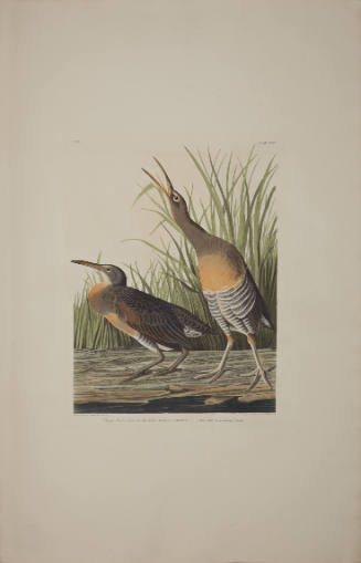 Clapper Rail or Salt-water Marsh hen