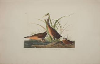 Virginian Rail