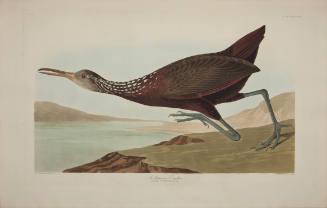 Scolopaceus Courlan