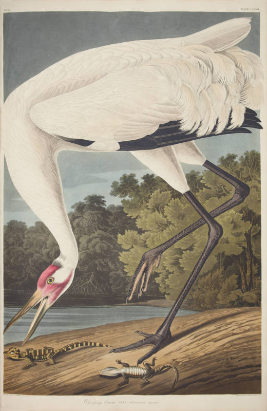 Whooping Crane