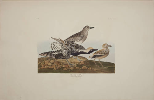 Black-bellied Plover