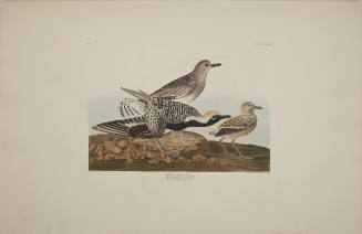 Black-bellied Plover