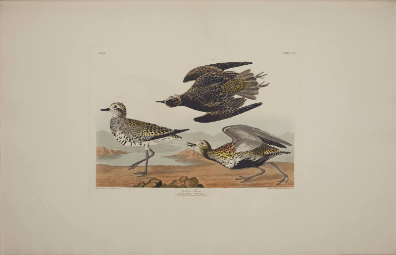 Golden Plover