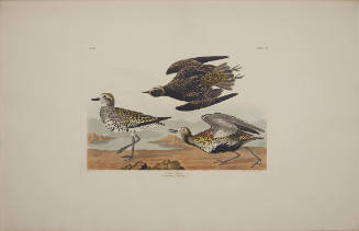 Golden Plover