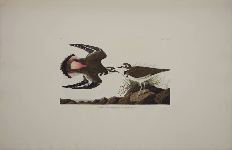 Kildeer Plover