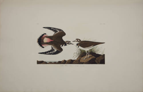 Kildeer Plover