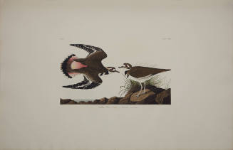 Kildeer Plover