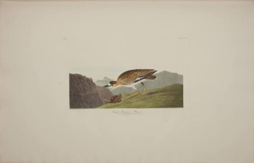 Rocky Mountain Plover