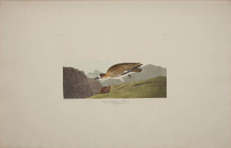 Rocky Mountain Plover