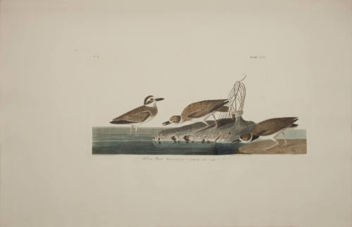 Wilson's Plover