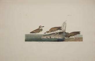 Wilson's Plover