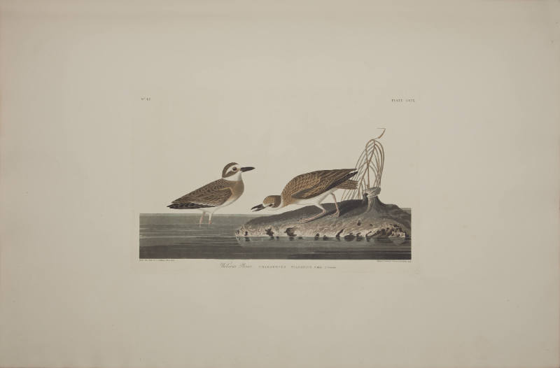Wilson's Plover