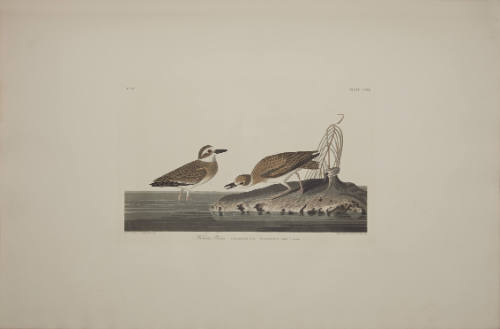 Wilson's Plover