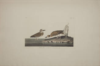 Wilson's Plover