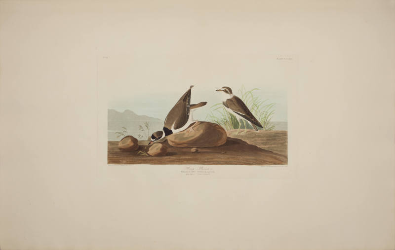 Ring Plover