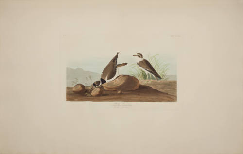 Ring Plover