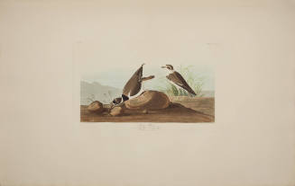 Ring Plover
