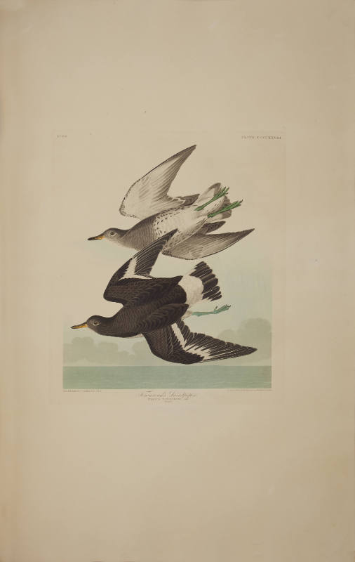 Townsend's Sandpiper