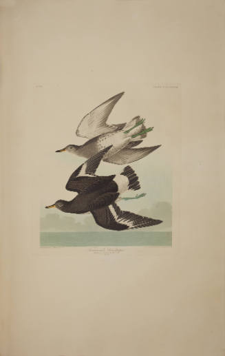 Townsend's Sandpiper