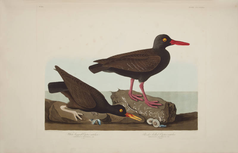 White-legged Oyster-catcher; Slender-billed Oyster-catcher