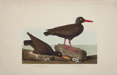 White-legged Oyster-catcher; Slender-billed Oyster-catcher